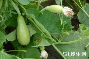 糖尿病可以吃浆瓜,浆瓜的神奇功效