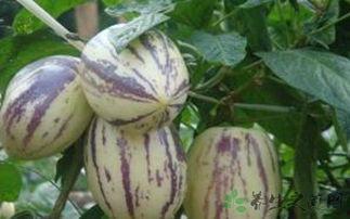 吃茄瓜会抽筋,警惕抽筋风险