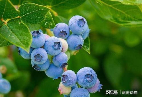 植物世界蓝莓头条新闻