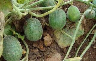 没瓜怎么吃,没瓜的多样食用方法揭秘